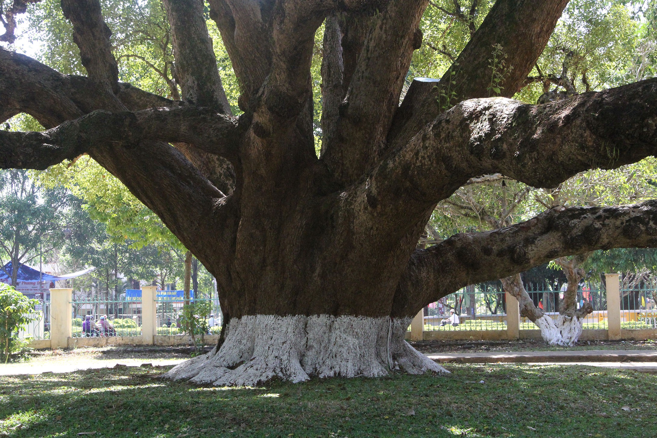 Cay long nao hon 100 tuoi tai Biet dien Bao Dai hinh anh