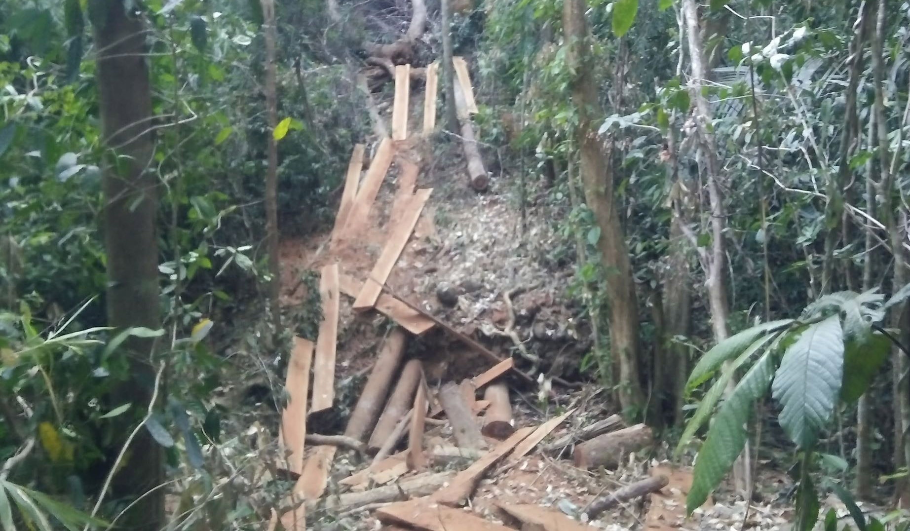 Hang chuc khoi go bi cua ha trong dip Tet hinh anh