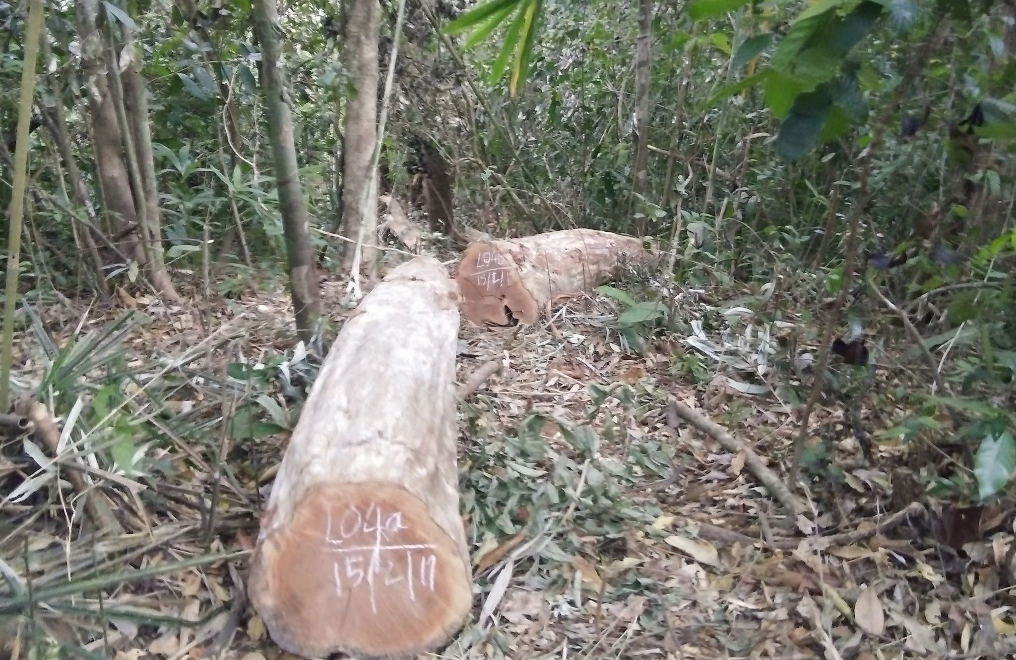 Pha rung trong dip Tet anh 1