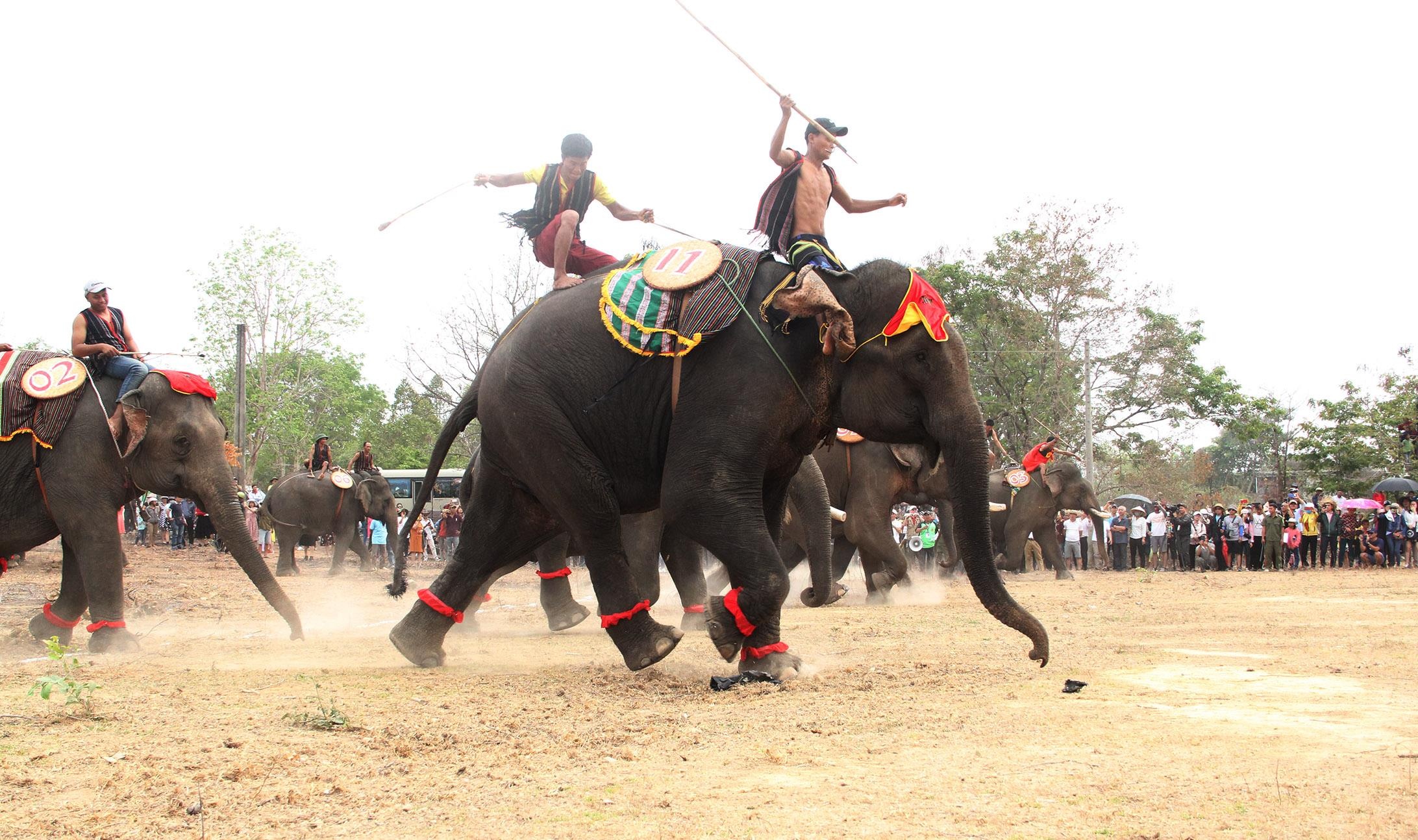 Khan gia treo len cay xem voi da bong giua trua hinh anh