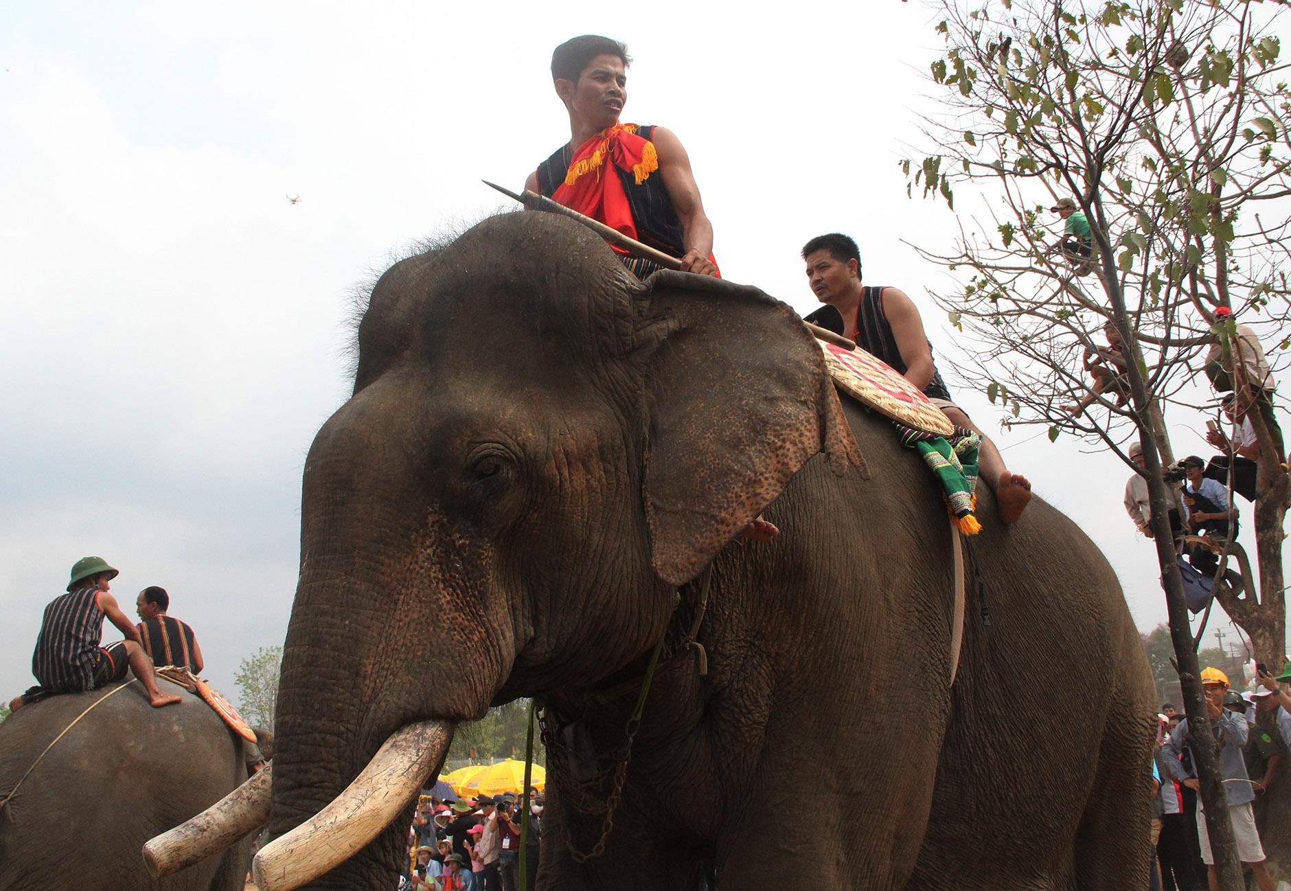 Hội đua voi ở Buôn Đôn ảnh 6 Hoi dua voi o Buon Don anh 6