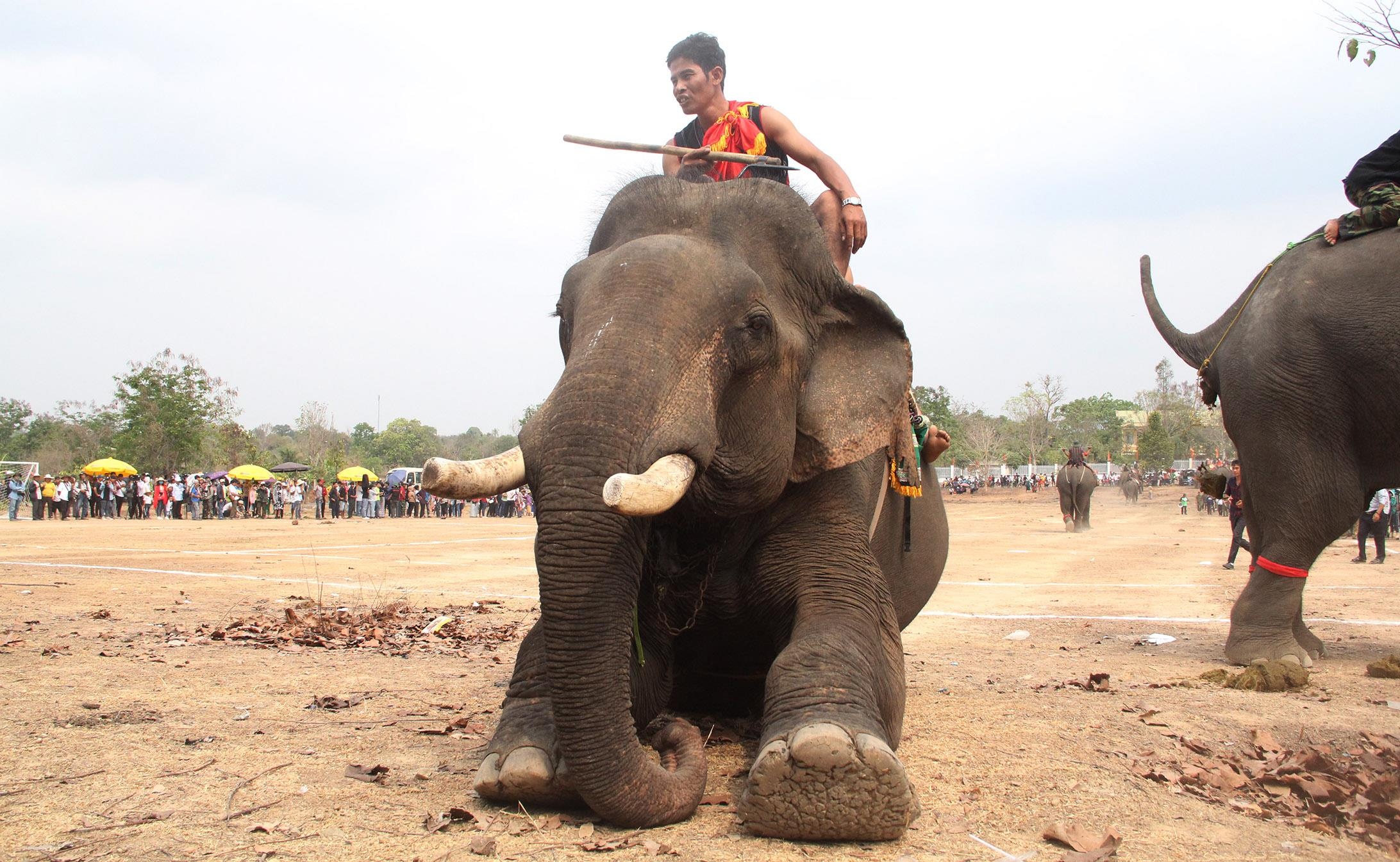 Hội đua voi ở Buôn Đôn ảnh 7 Hoi dua voi o Buon Don anh 7