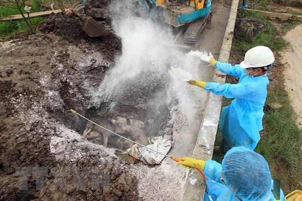 Phat nu 9X tung tin 'dao 800 heo dich benh len de mo ban' hinh anh