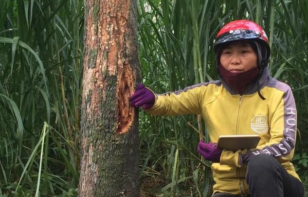 Ke xau dau doc 12 goc sau rieng tri gia gan 800 trieu hinh anh