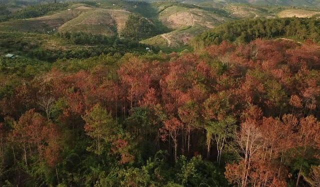 Hon 10 ha rung bi dau doc anh 2