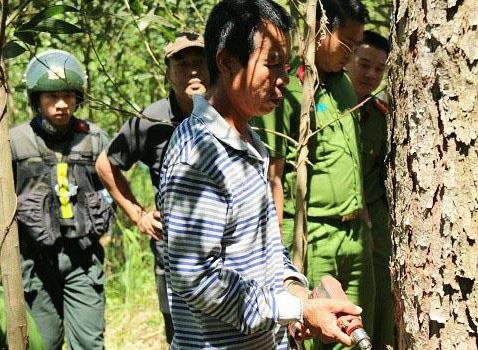 Bat ke cam dau vu ha doc hon 10 ha rung thong 20 nam tuoi hinh anh