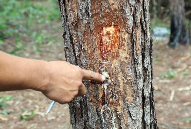 Khoi to ke chu muu dau doc hon 10 ha rung thong hinh anh