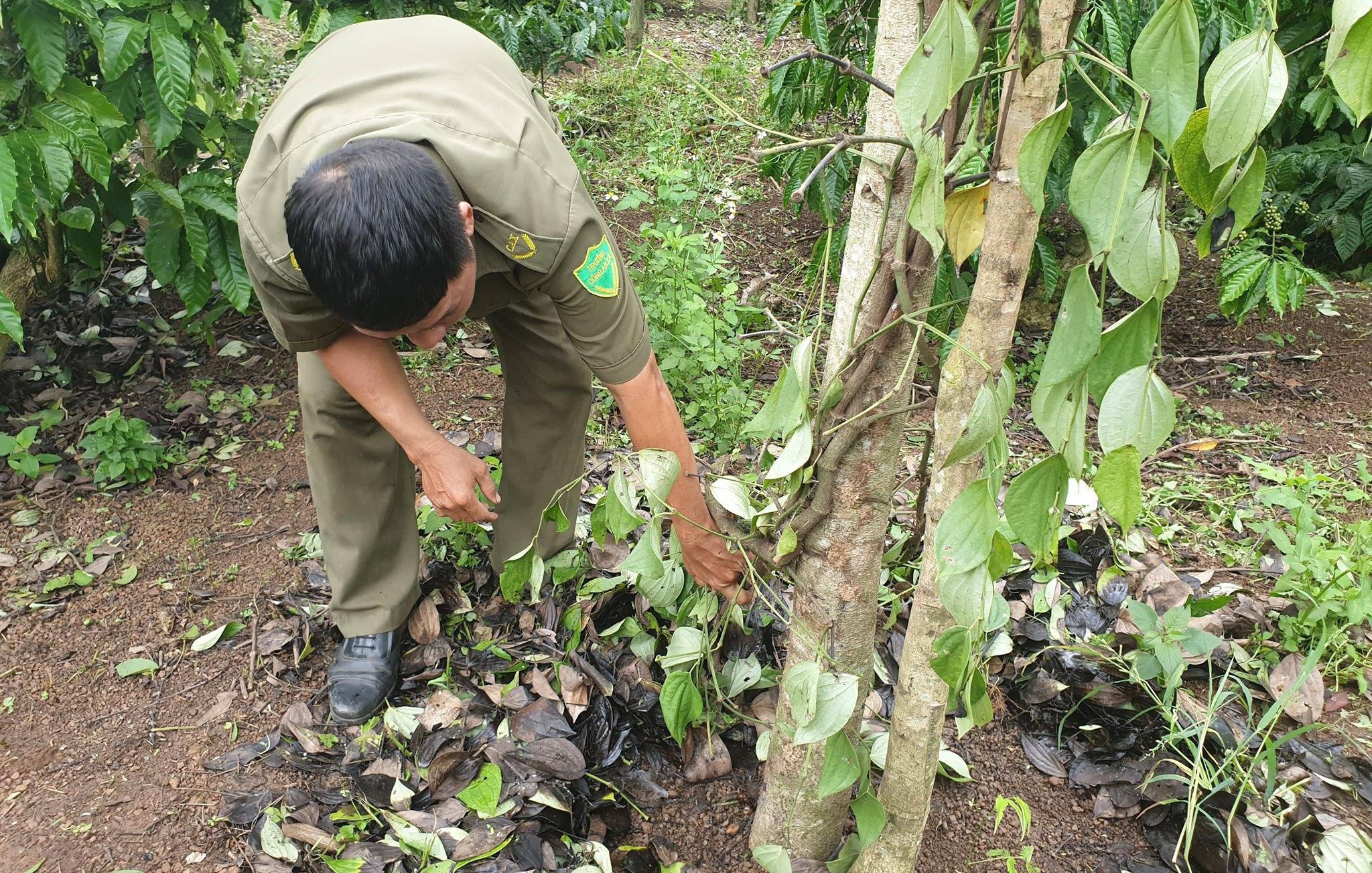 Hon 200 tru tieu cua nguoi dan bi chat goc hinh anh