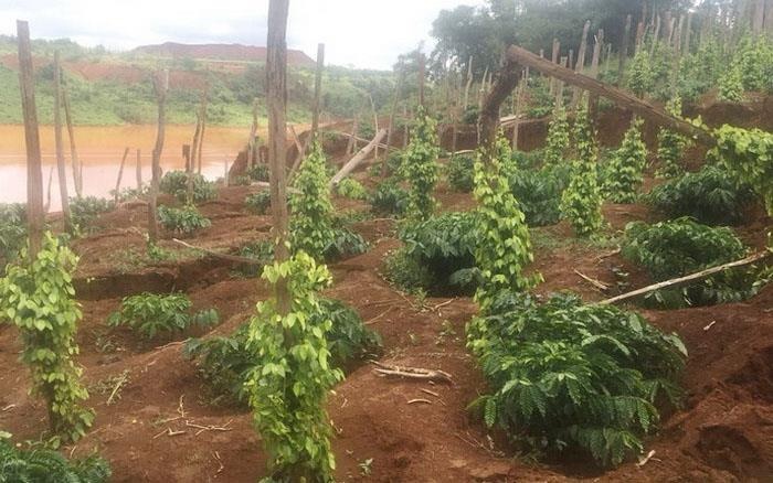 Sạt lở sát nhà máy Alumin Nhân Cơ ảnh 2 Sat lo sat nha may Alumin Nhan Co anh 2