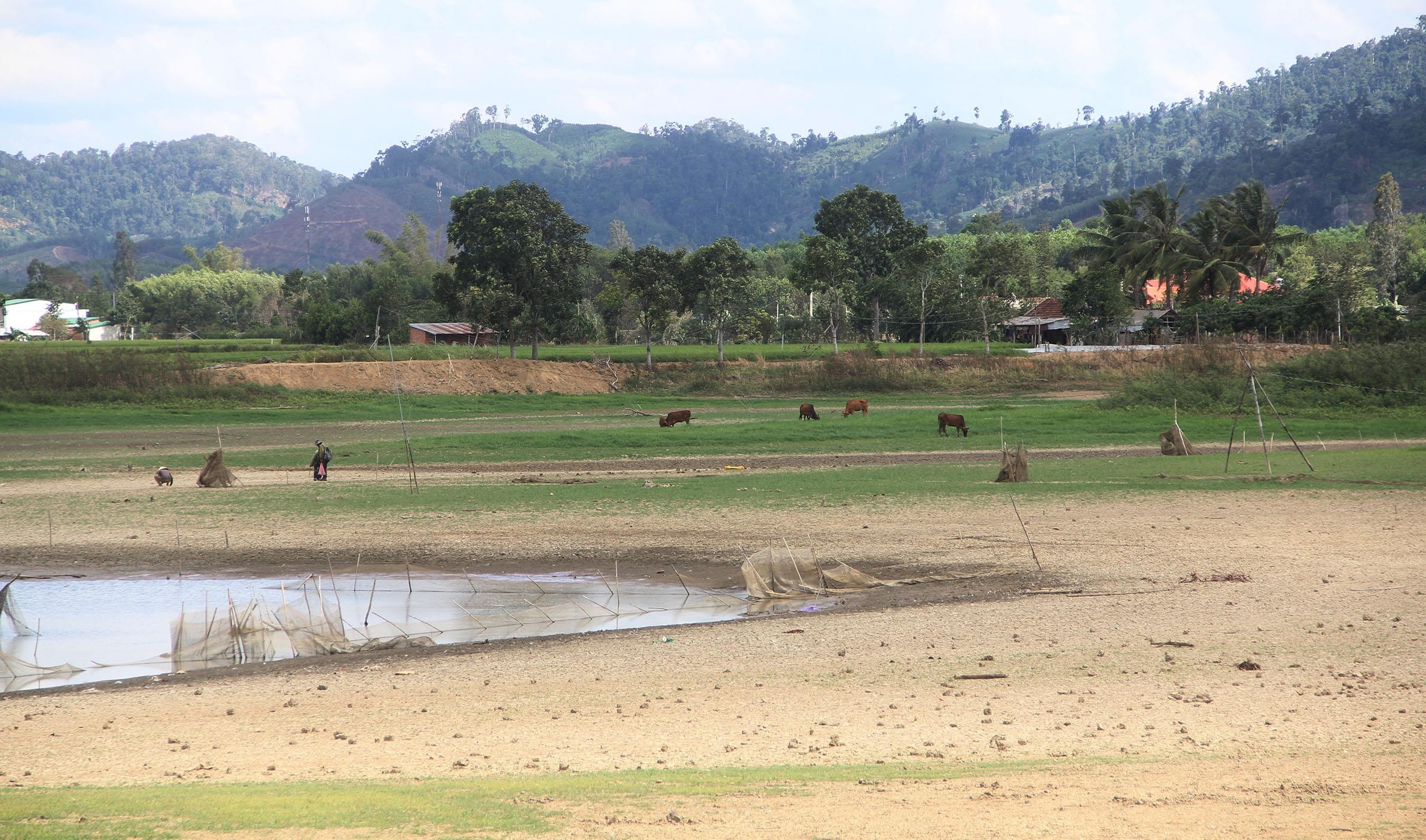 Hàng nghìn ha lúa chết khô ảnh 11 Hang nghin ha lua chet kho anh 11
