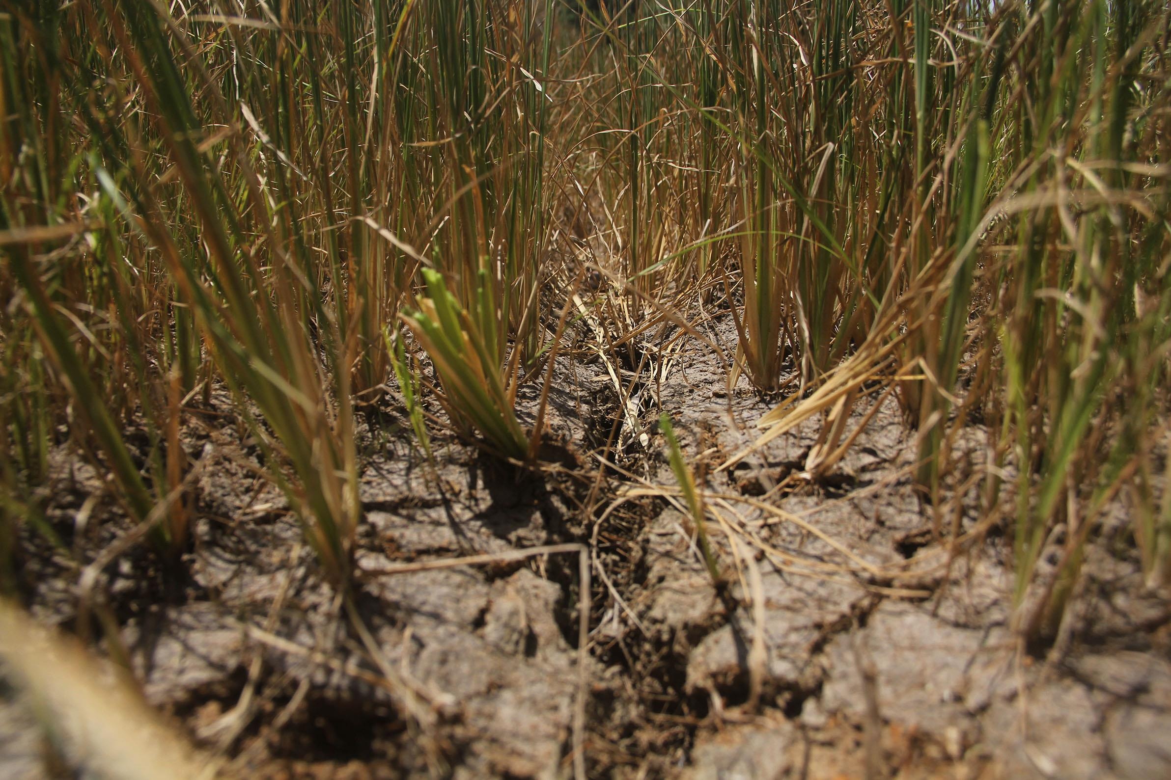 Hàng nghìn ha lúa chết khô ảnh 6 Hang nghin ha lua chet kho anh 6