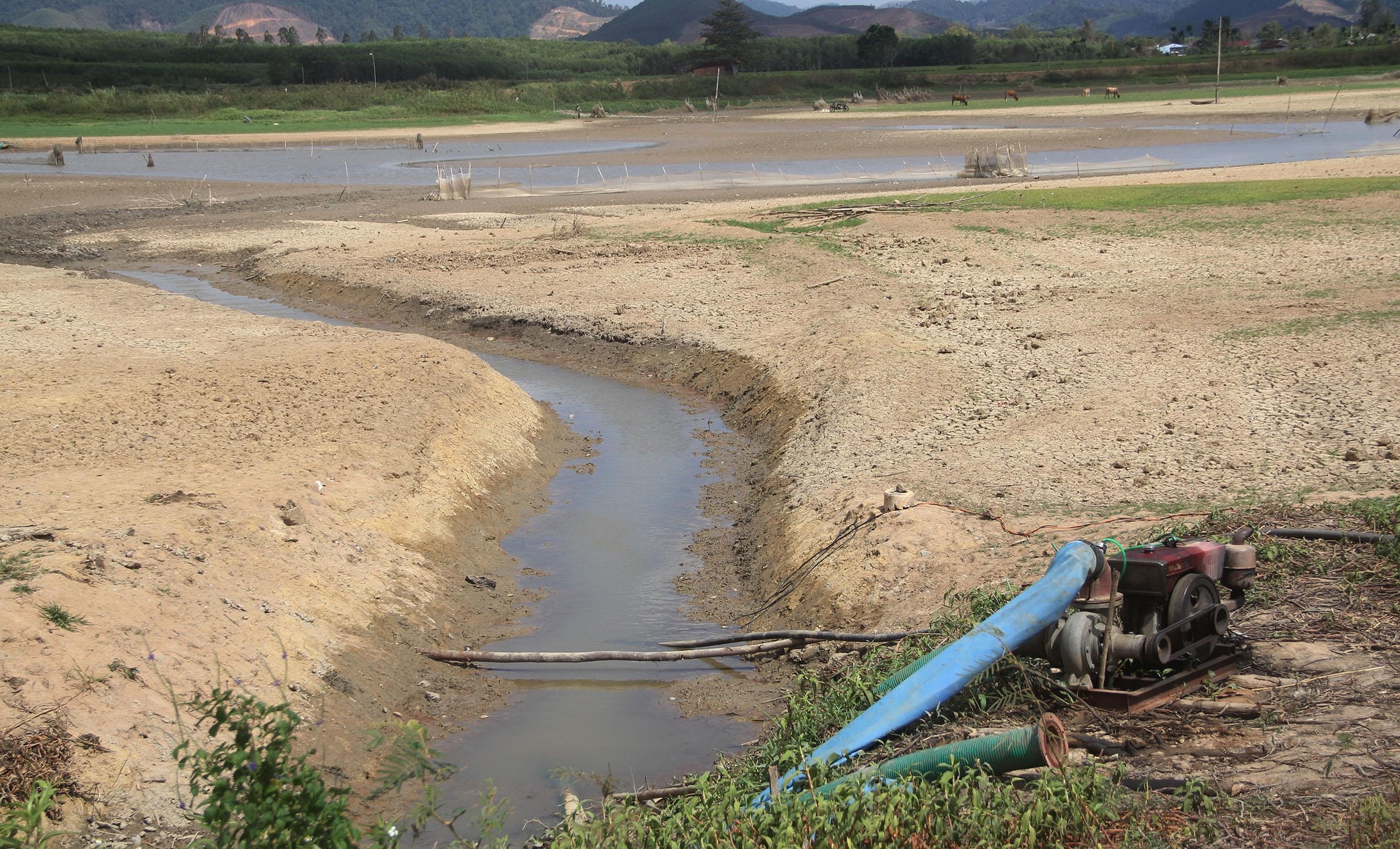 Hàng nghìn ha lúa chết khô ảnh 2 Hang nghin ha lua chet kho anh 2