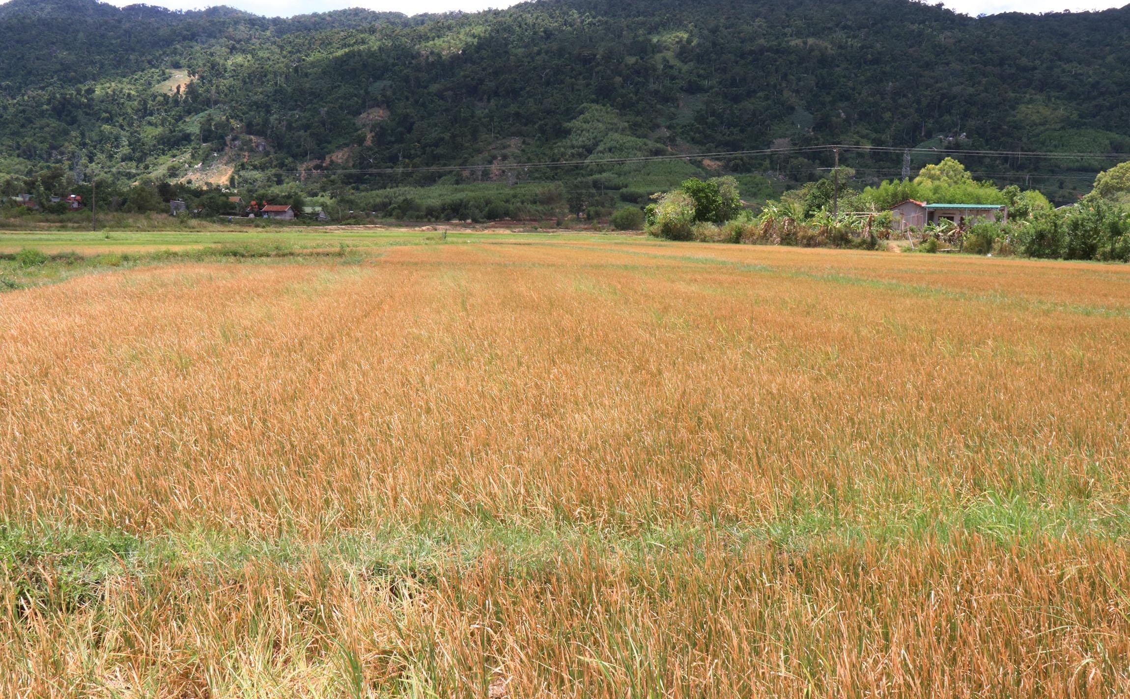 Hàng nghìn ha lúa chết khô ảnh 4 Hang nghin ha lua chet kho anh 4