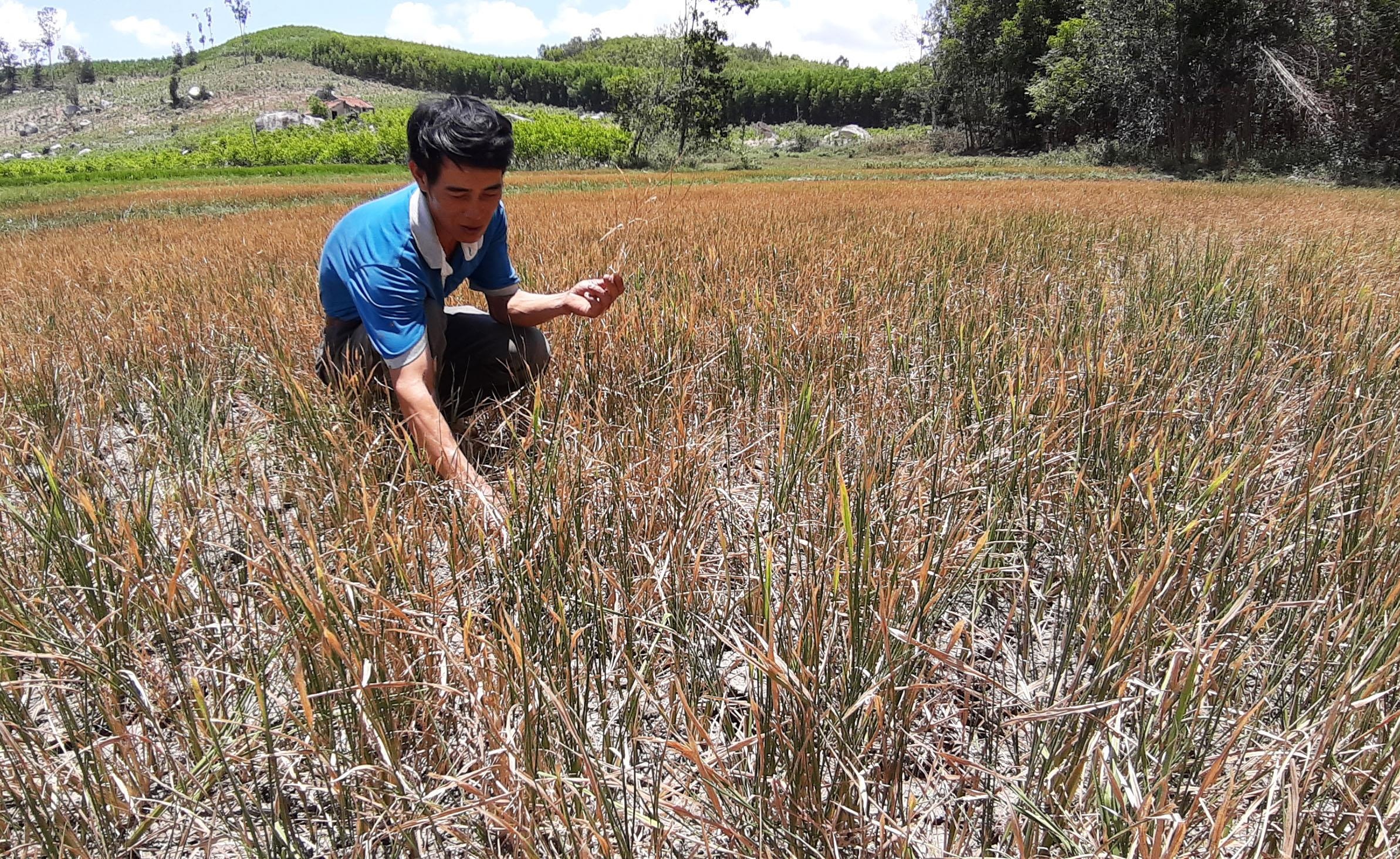 Hàng nghìn ha lúa chết khô ảnh 5 Hang nghin ha lua chet kho anh 5