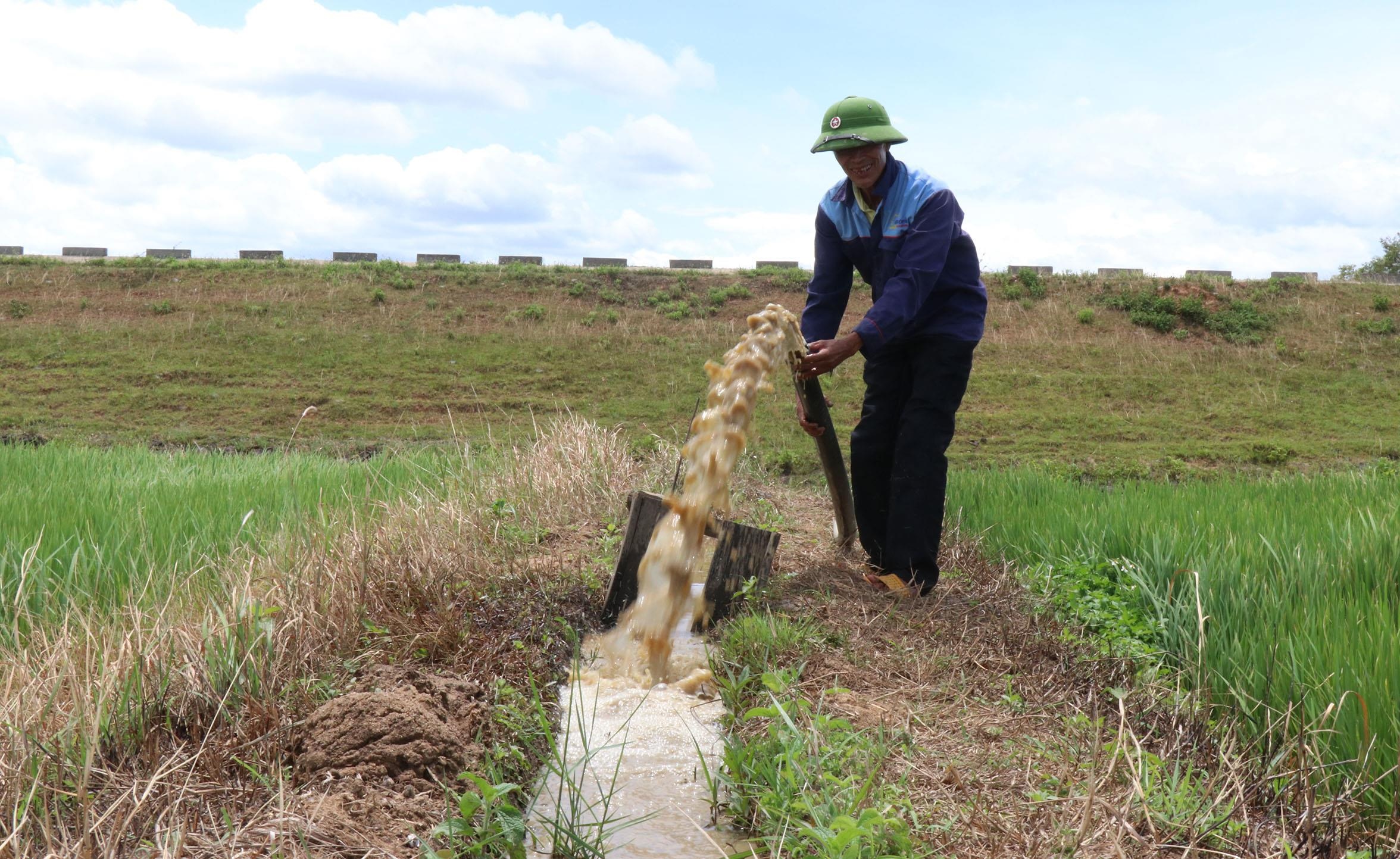 Hàng nghìn ha lúa chết khô ảnh 8 Hang nghin ha lua chet kho anh 8