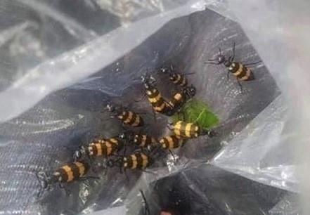 Nguoi dan bat bo ban cho thuong lai anh 2