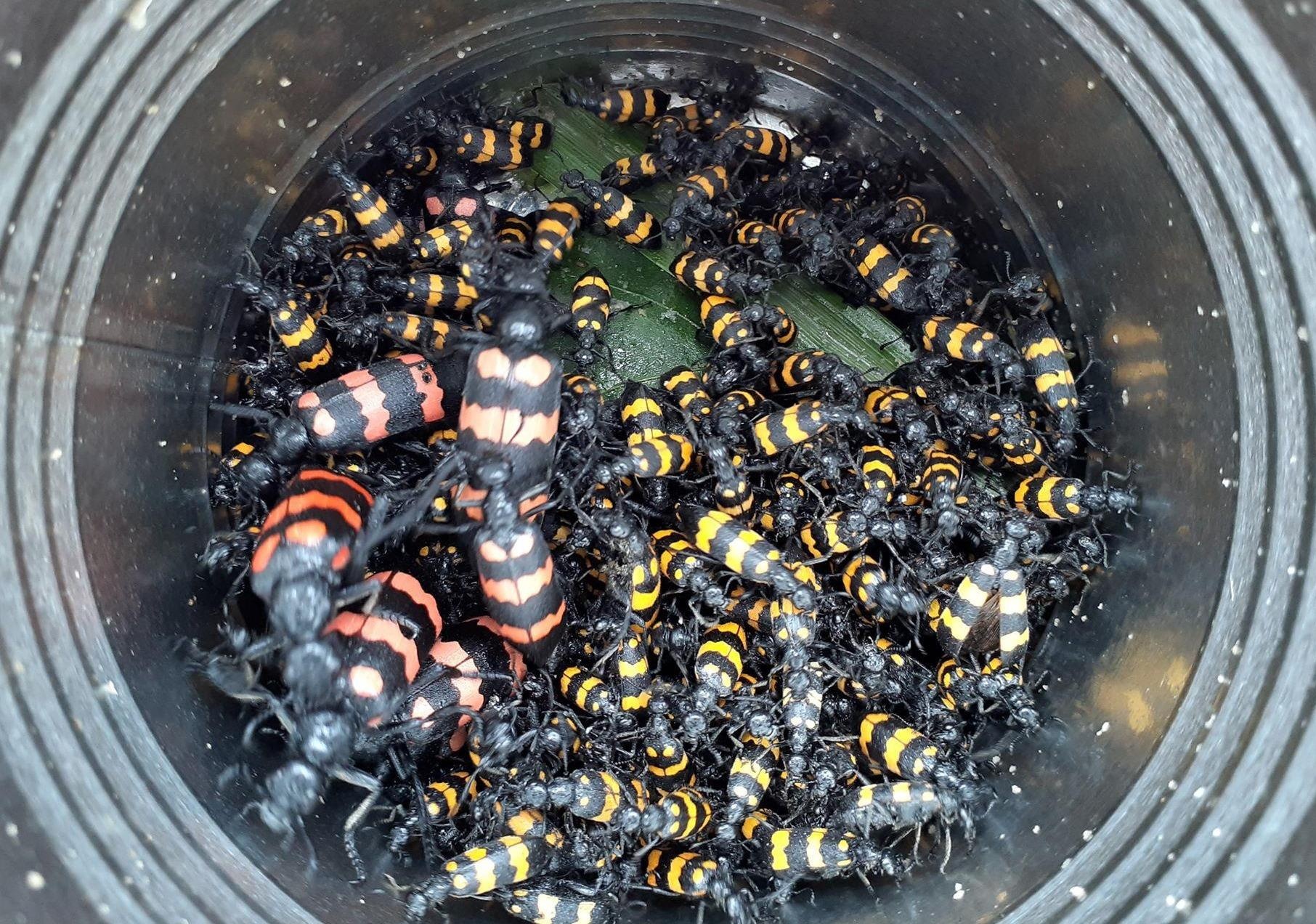 Do xo bat bo 3 soc de ban gia gan 2 trieu/kg hinh anh