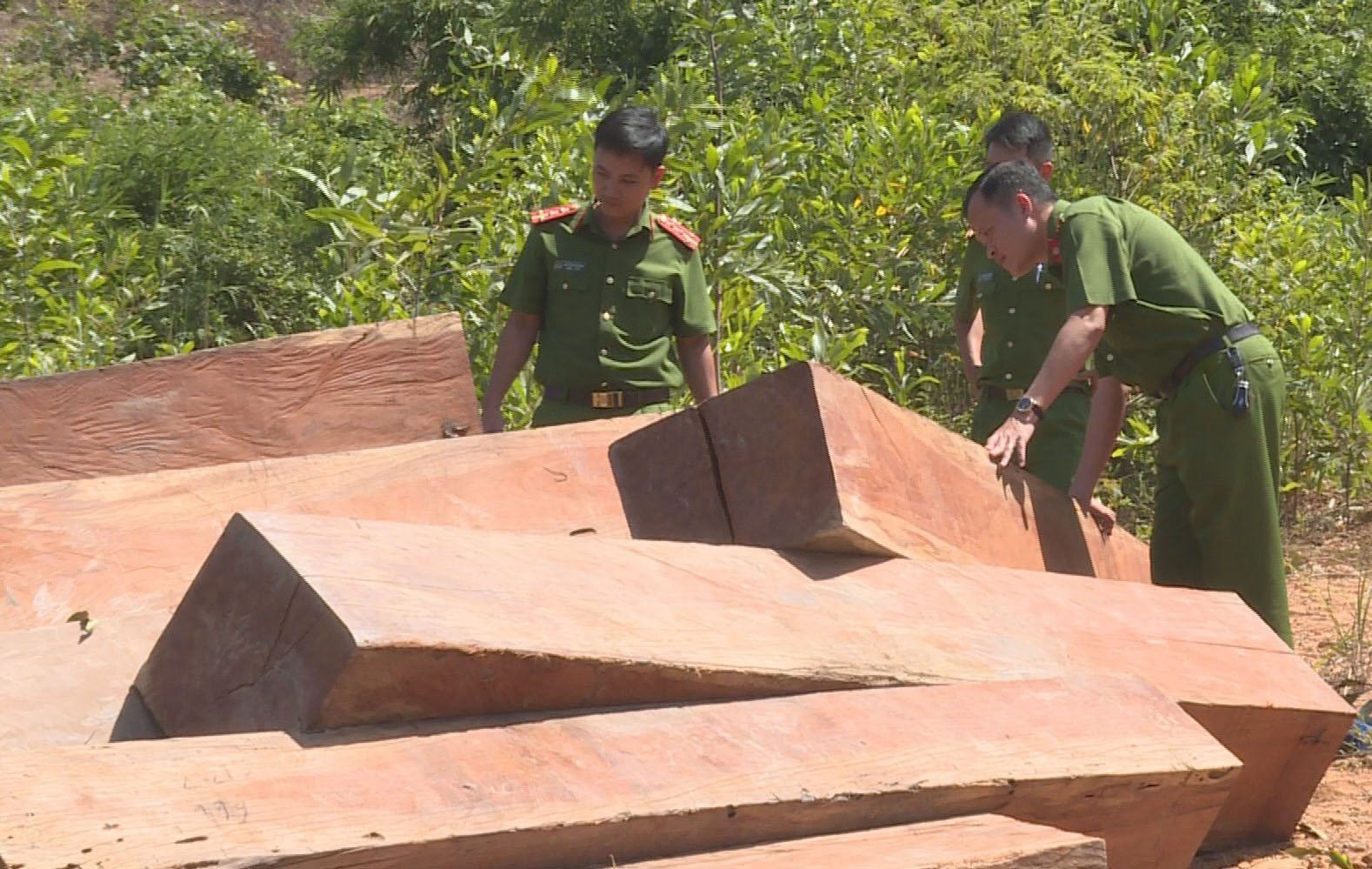 Phát hiện hơn 800 m3 gỗ lậu ảnh 1 Phat hien hon 800 m3 go lau anh 1