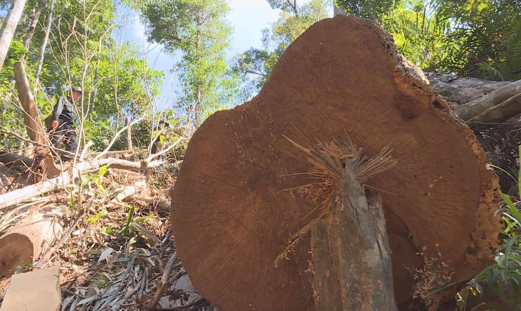 Cong an phat hien hon 800 m3 go lau sau 6 thang dieu tra hinh anh