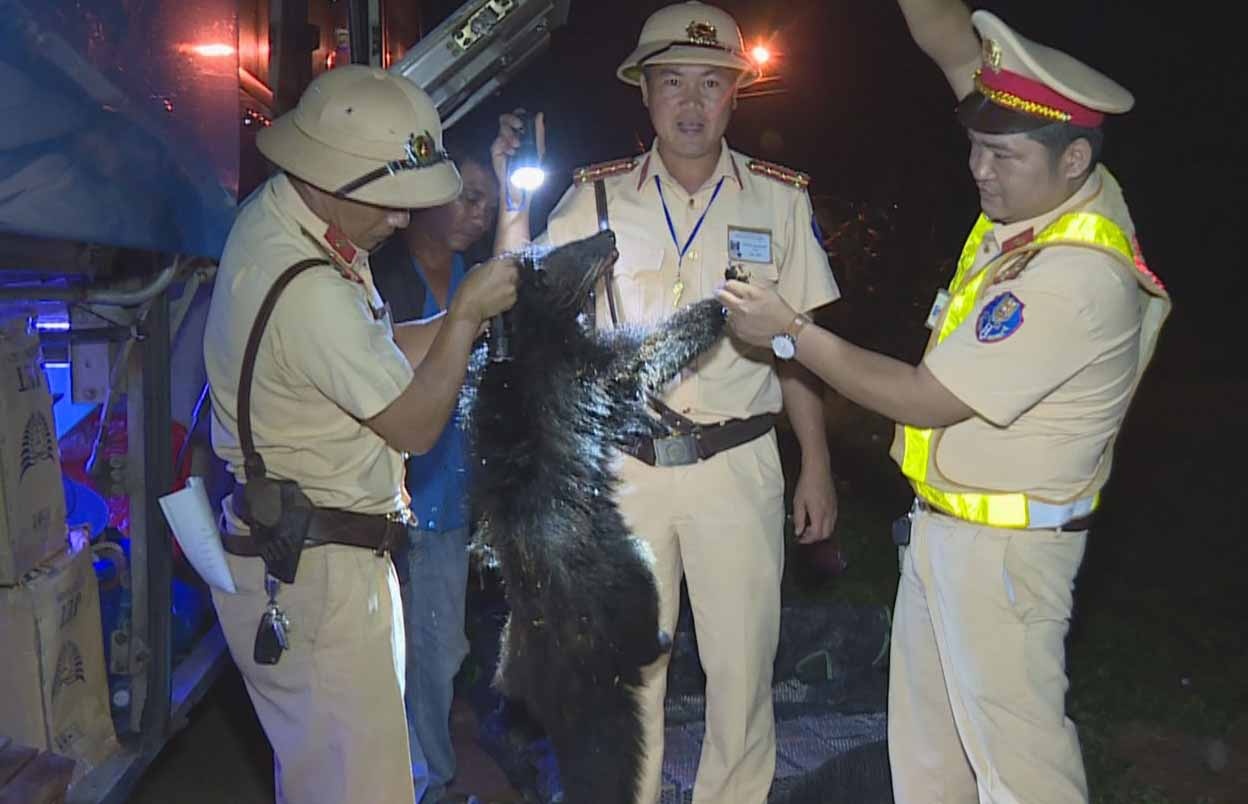 Gau ngua va hang chuc dong vat hoang da tren xe khach hinh anh