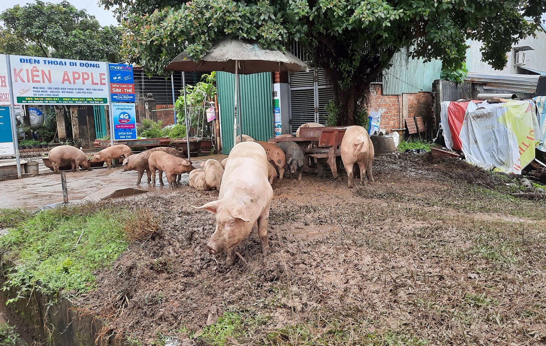 Hang tram ngoi nha bi ngap anh 9