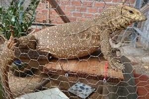 Chu quan bi phat 660 trieu vi mua ban ky da van hinh anh