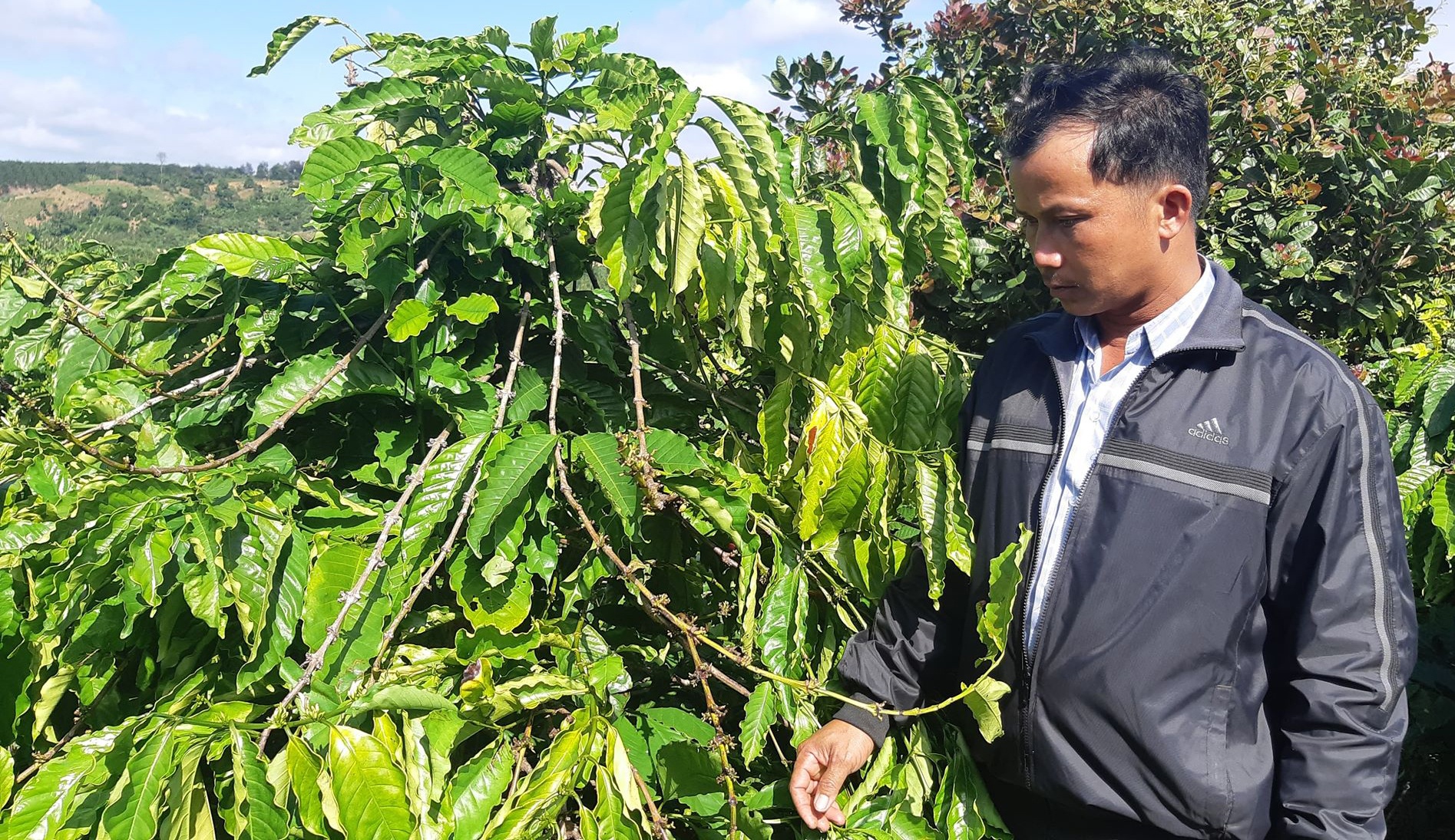 Gan 600 cay ca phe cua nguoi dan bi trom sach hinh anh