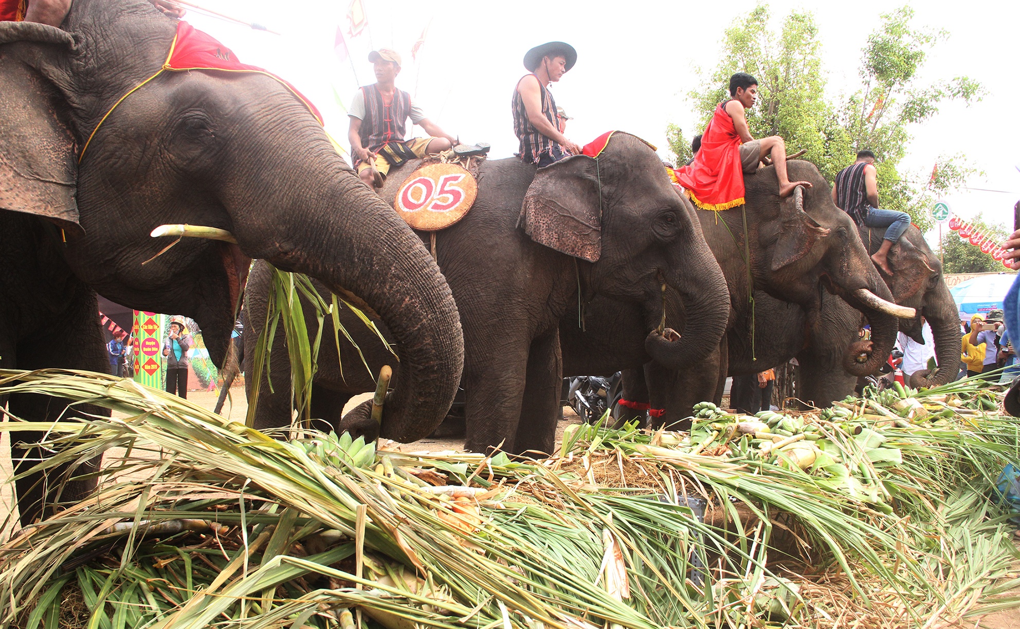 Voi 'bao mau' 57 tuoi chet o Dak Lak hinh anh