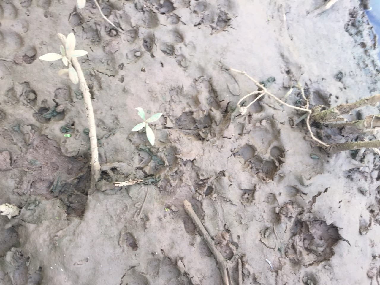 Xuat hien bao hoa mai anh 1