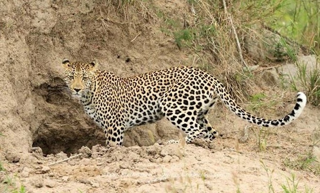 2 ca the nghi bao hoa mai xuat hien tai vuon ca phe o Lam Dong hinh anh