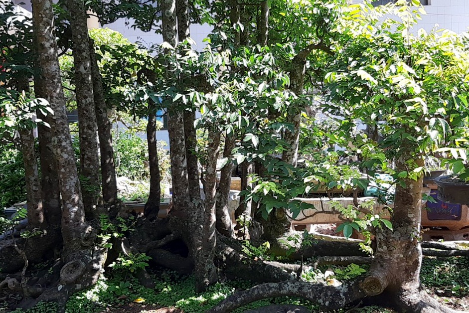 Cay khe 19 than gia gan nua ty dong hinh anh