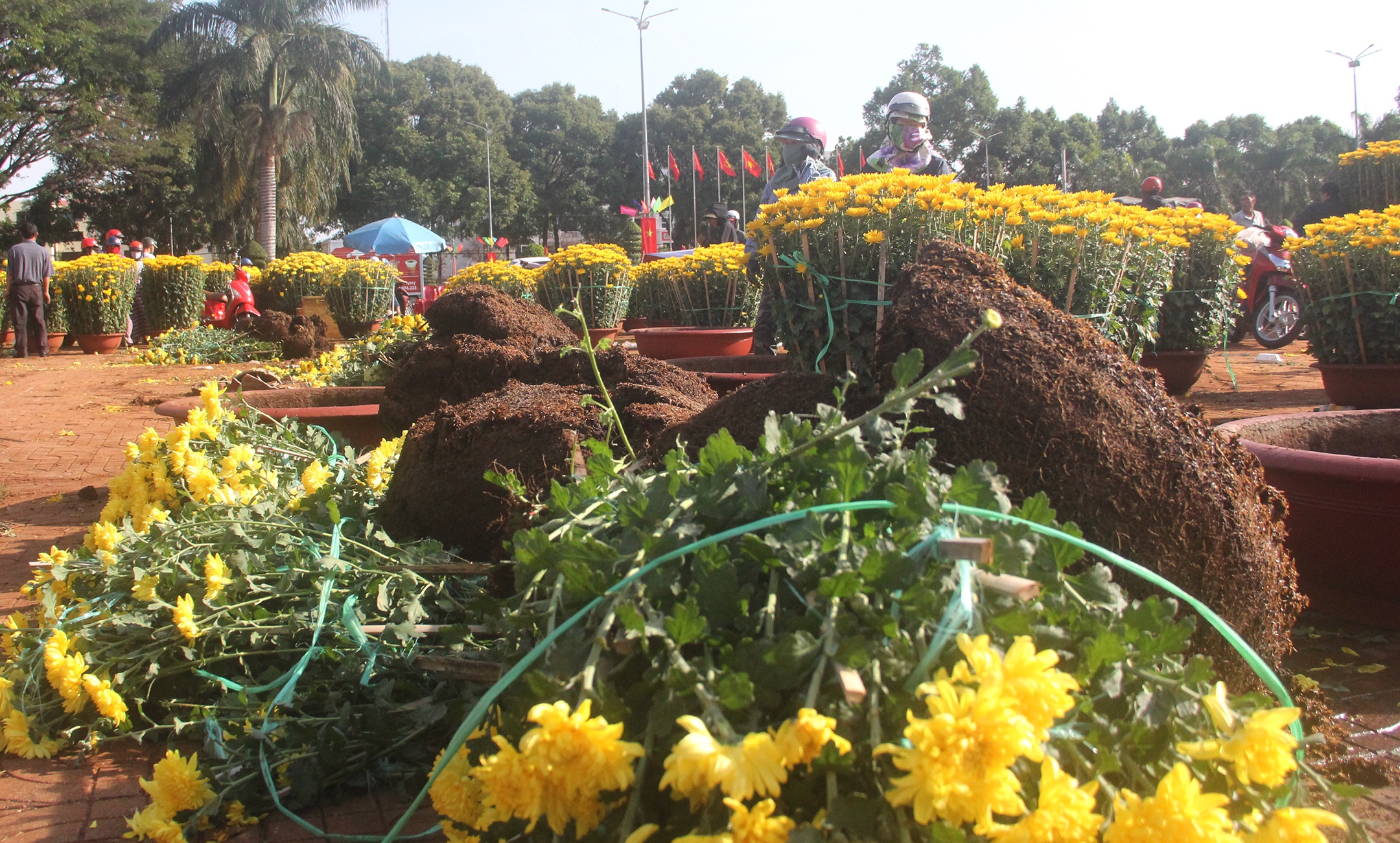 Bi ep gia, chu vua dap bo chau hoa cuc tien trieu hinh anh