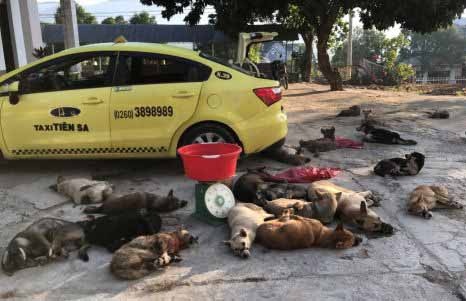 Phat hien duong day trom gan 300 kg cho dua di tieu thu hinh anh