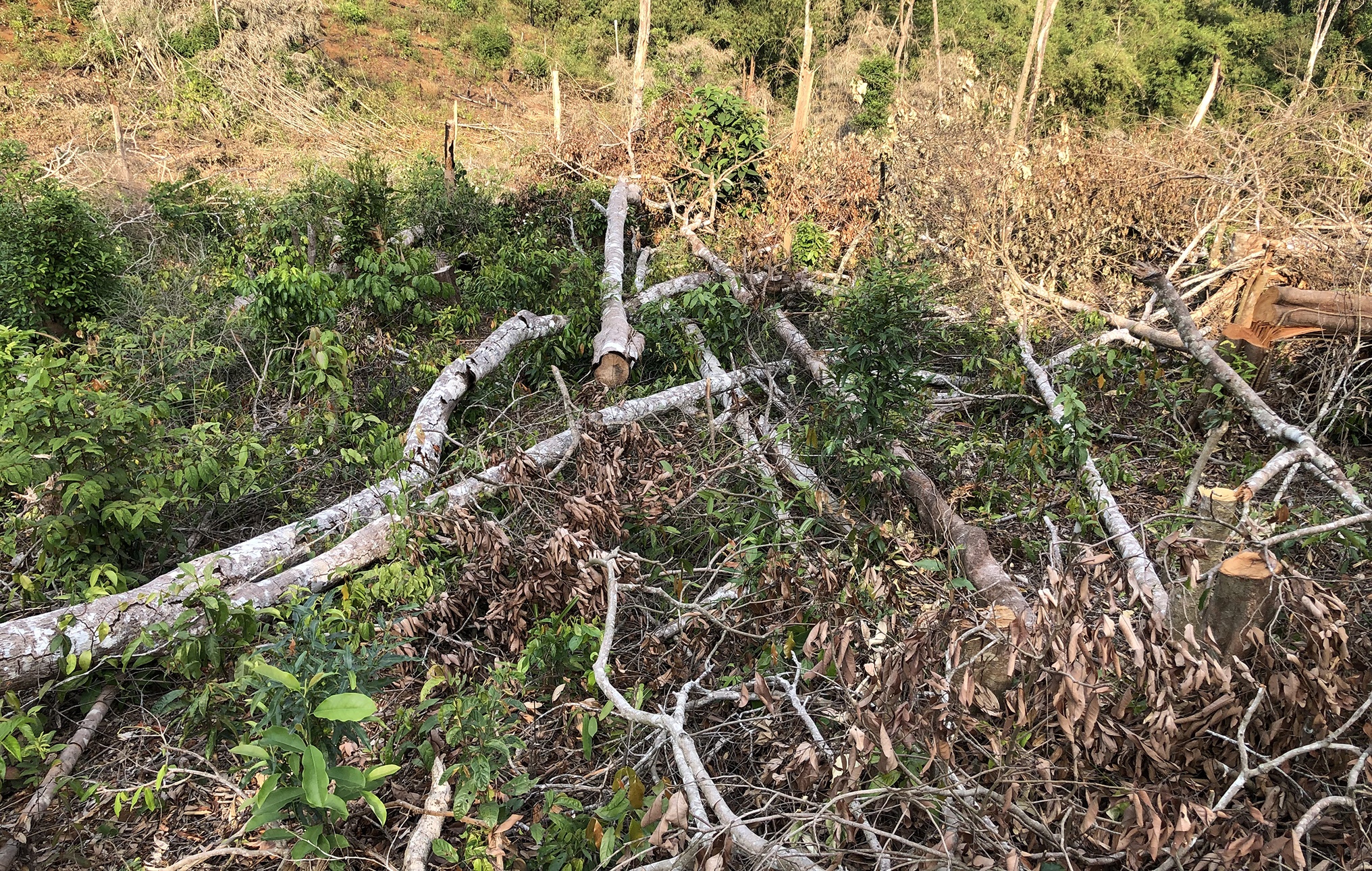 Huy hoai dat rung anh 2