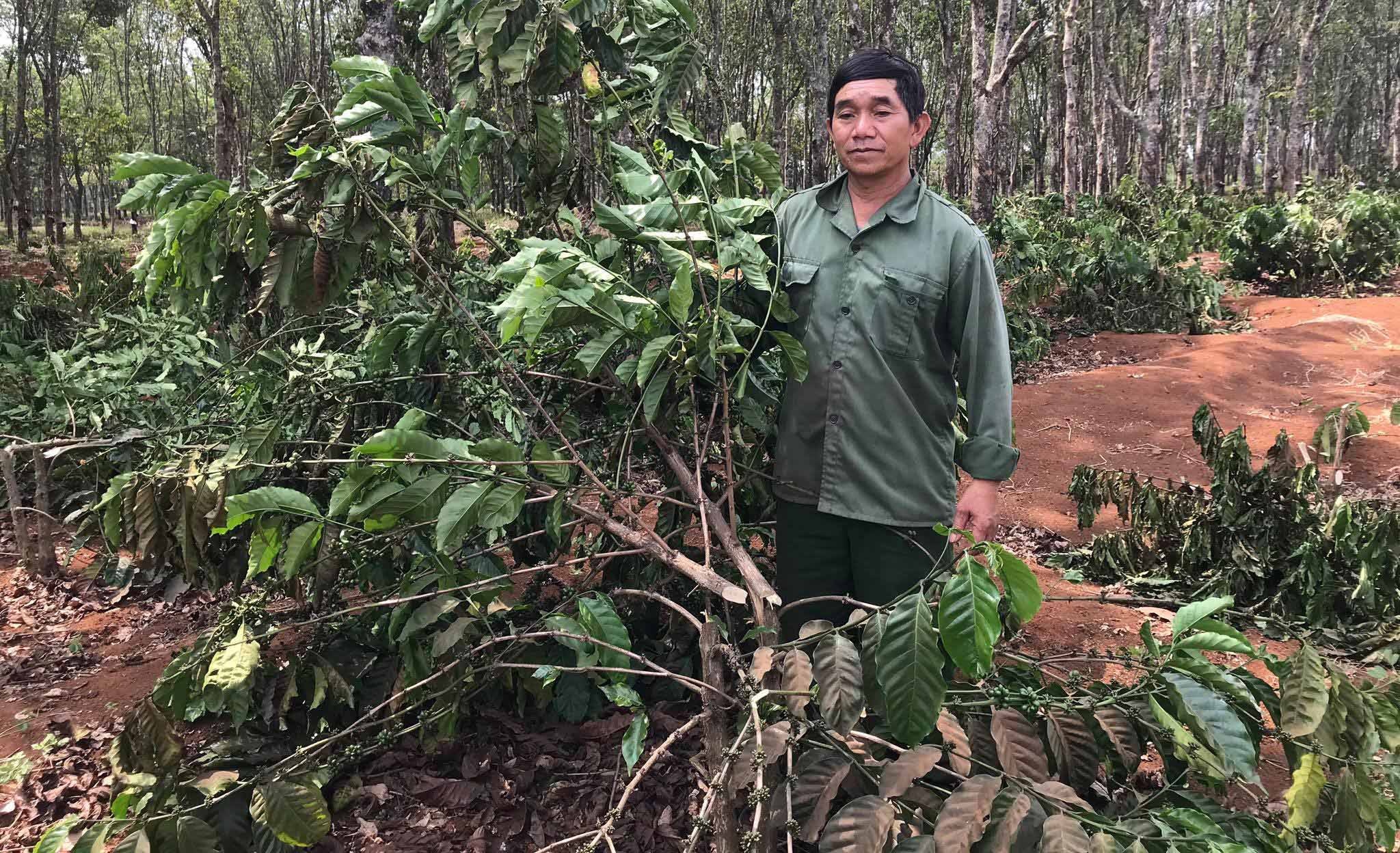 Gan 2.000 cay ca phe bi chat goc sau mot dem hinh anh