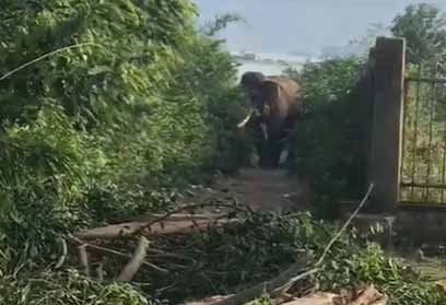 Voi quat chet nguoi hinh anh