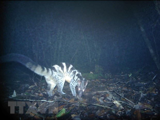 Phat hien nhieu giong thu hiem tai Vuon Quoc gia Bidoup - Nui Ba hinh anh