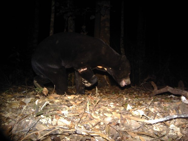 Nhieu dong vat quy hiem o Lam Dong anh 2