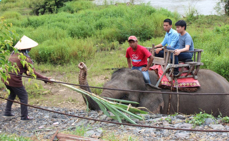 Voi o Dak Lak van bi danh hinh anh