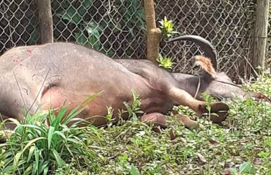 Trau huc 5 nguoi bi thuong hinh anh