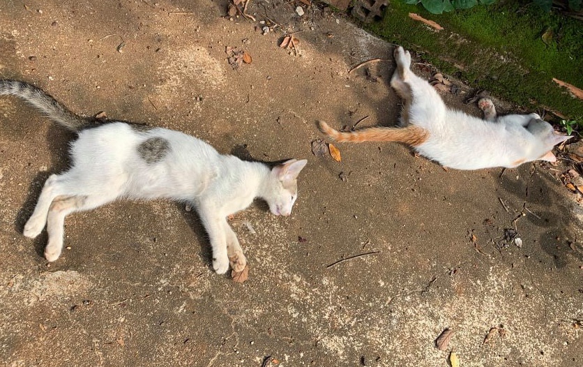 24 con cho, meo bi dau doc hinh anh