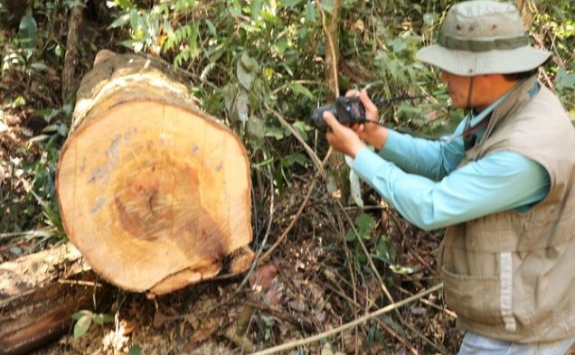 Nha to truong bao ve rung chua go bi cua trom hinh anh