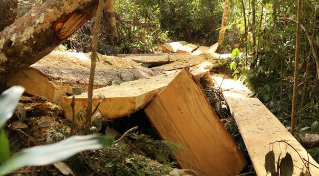 Rung bach tung bi cua ha anh 2