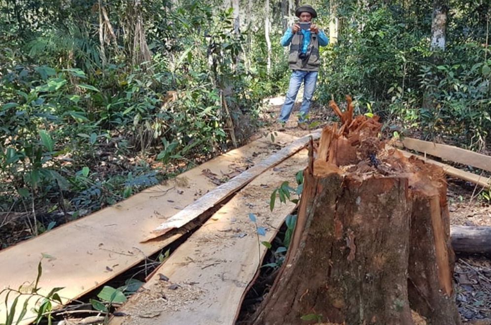 Bat nhom lam tac chat 7 cay bach tung hang tram nam tuoi hinh anh
