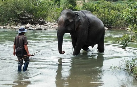 Ky uc ve con voi cuoi cung o Gia Lai hinh anh