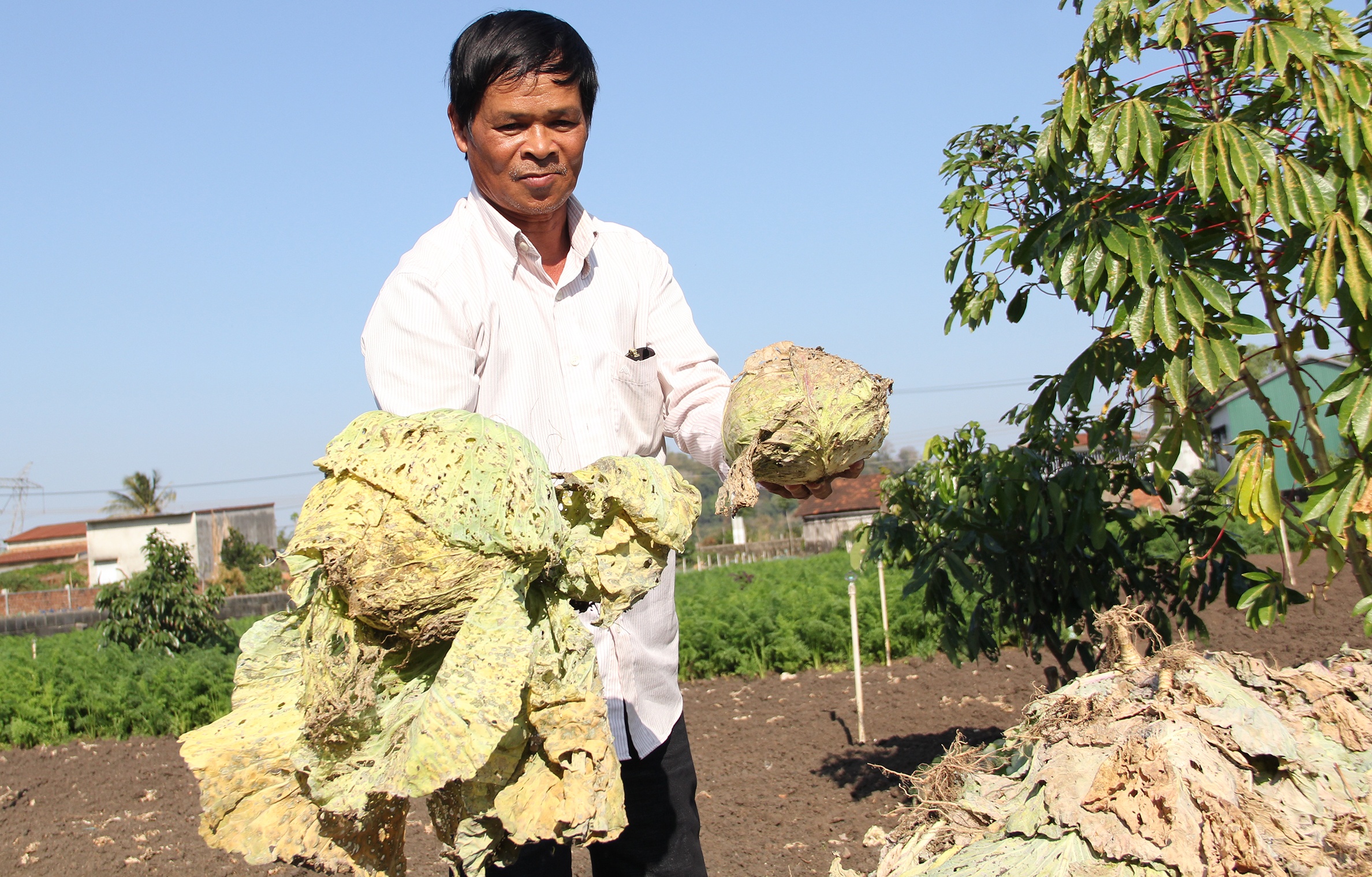 Nong dan nho bo hon 400 tan rau vi gia thap hinh anh