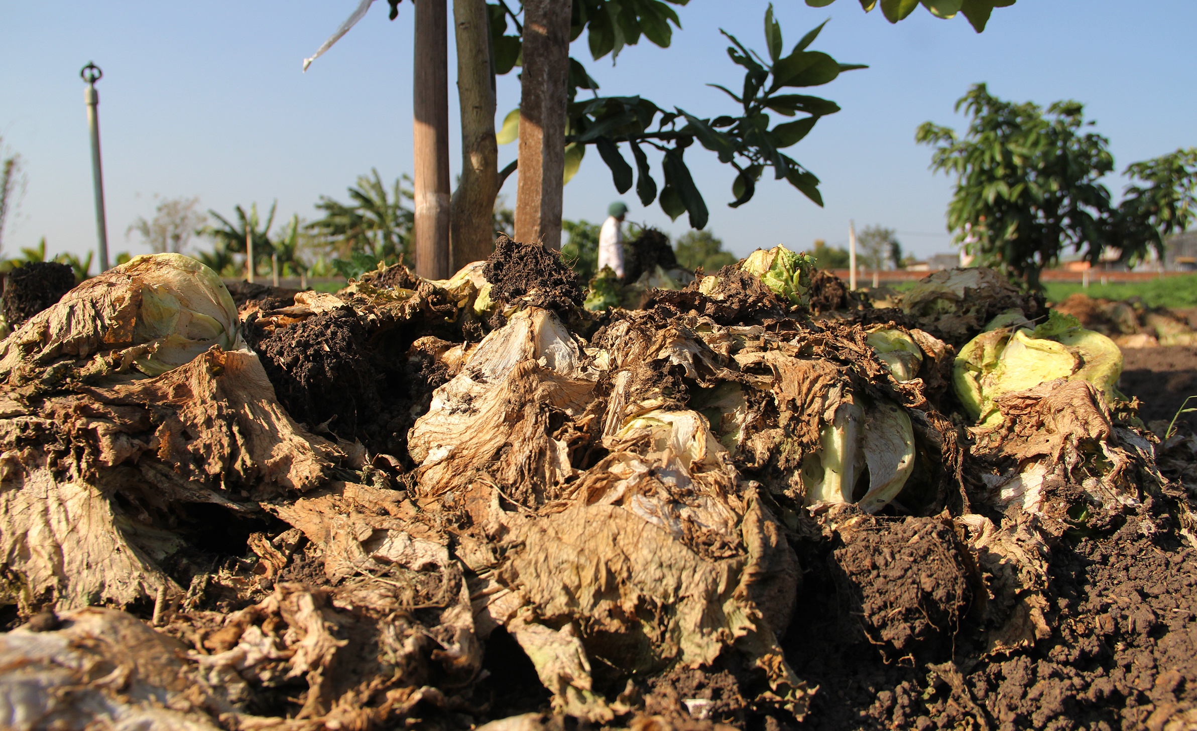 Nho bo rau vi e anh 1