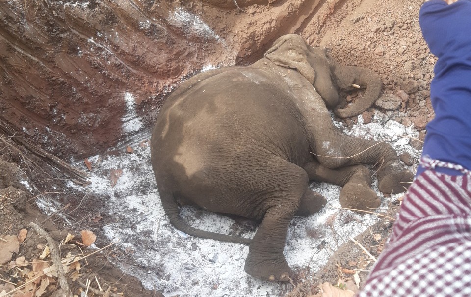 Voi cai H'Non chet hinh anh