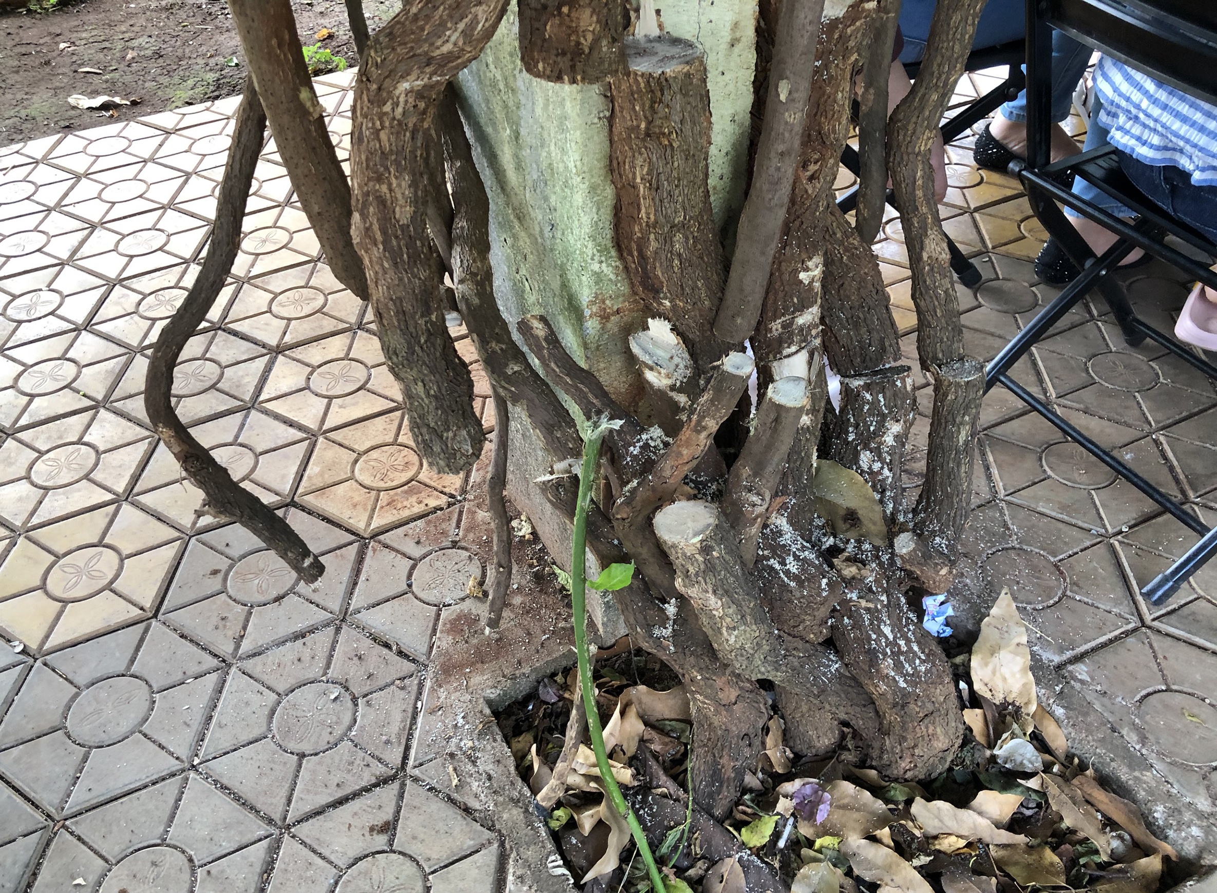 Yeu cau cong an dieu tra vu gian hoa giay bi cua goc o Dak Lak hinh anh