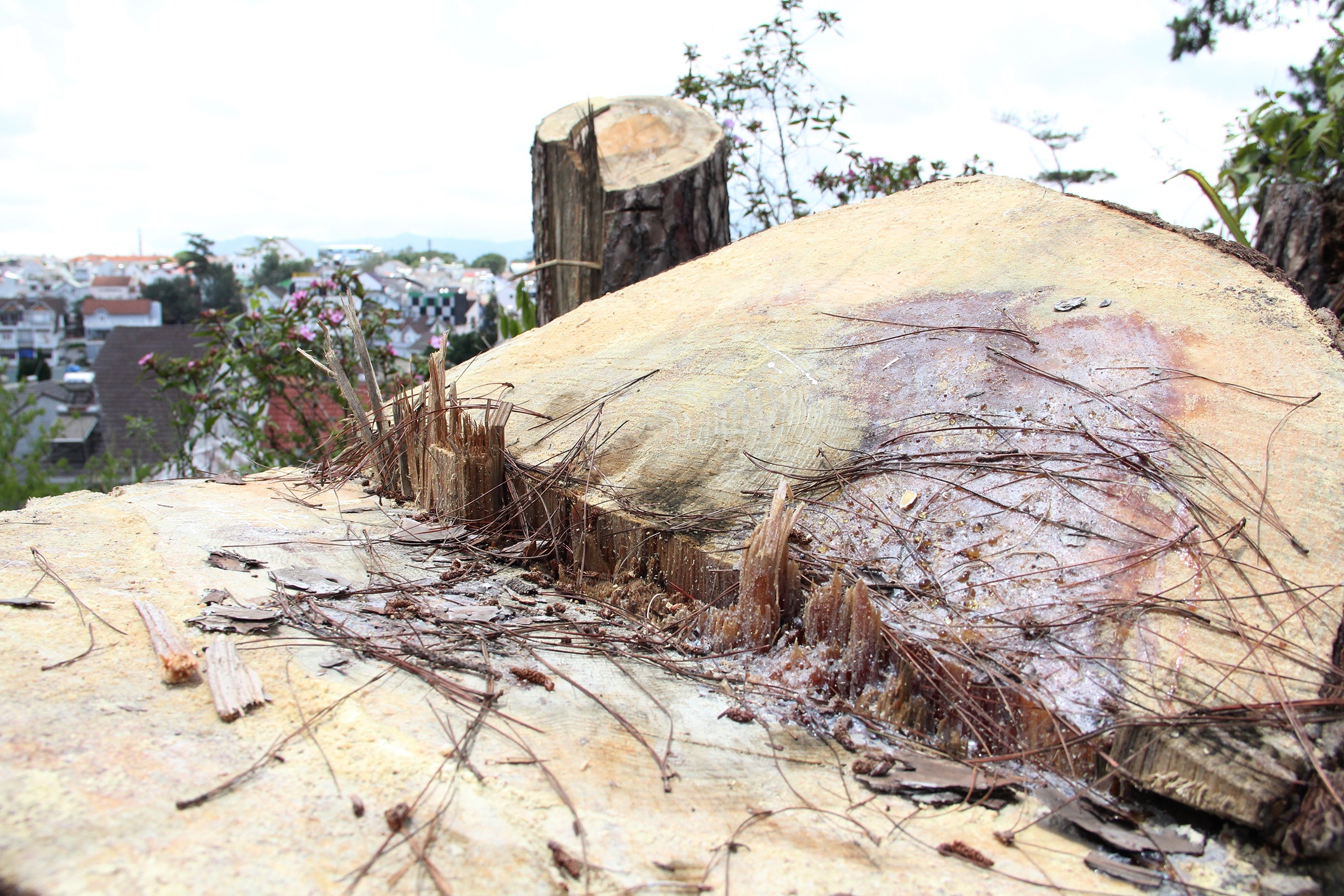 Thong ba la hon 100 tuoi o Da Lat bi cua trom hinh anh